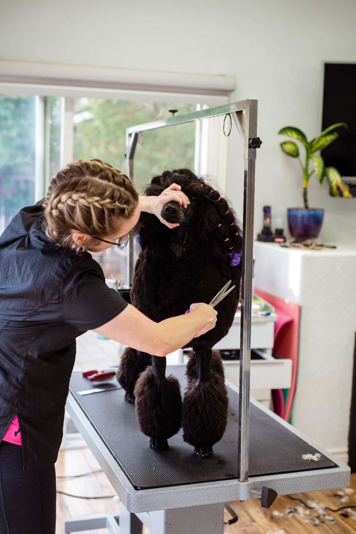 Poodle showing a fresh modern styling and coat trim