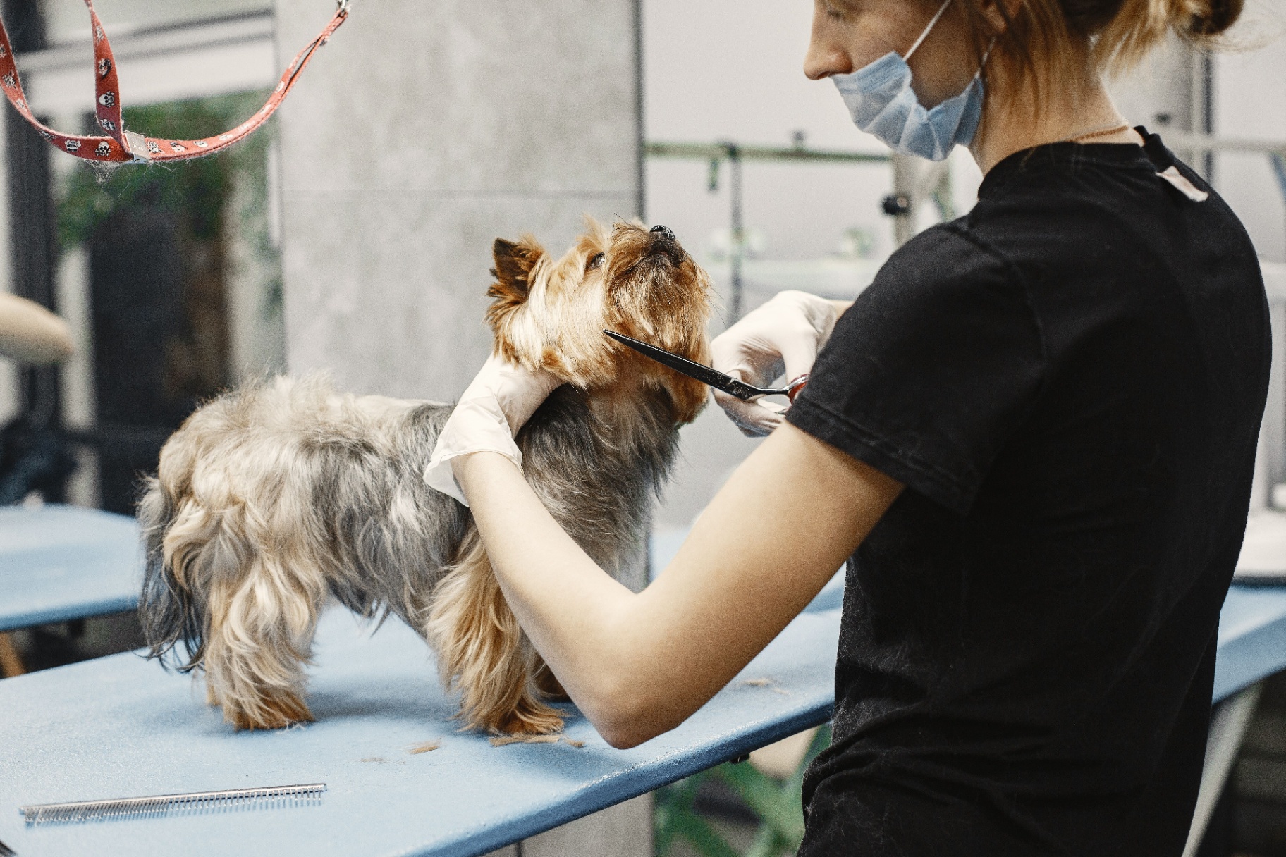 Careful scissor work on a Yorkshire Terrier's face